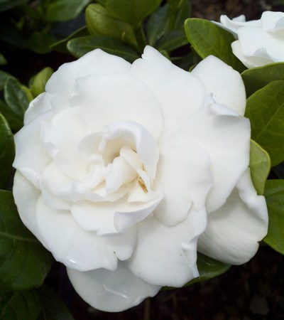Gardenia Crown Jewel